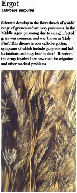 Ergot (Claviceps Purpurea)